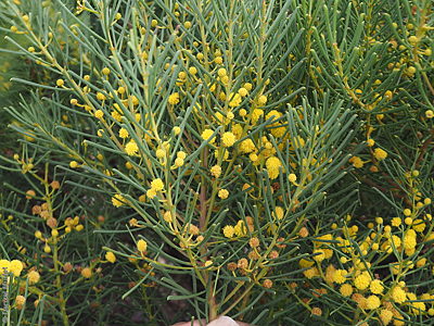 Acacia nematophylla f Denzel Murfet Cape Jervis